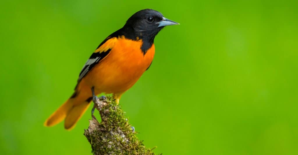 The Orange Brilliance of the Baltimore Oriole - Schlitz Audubon