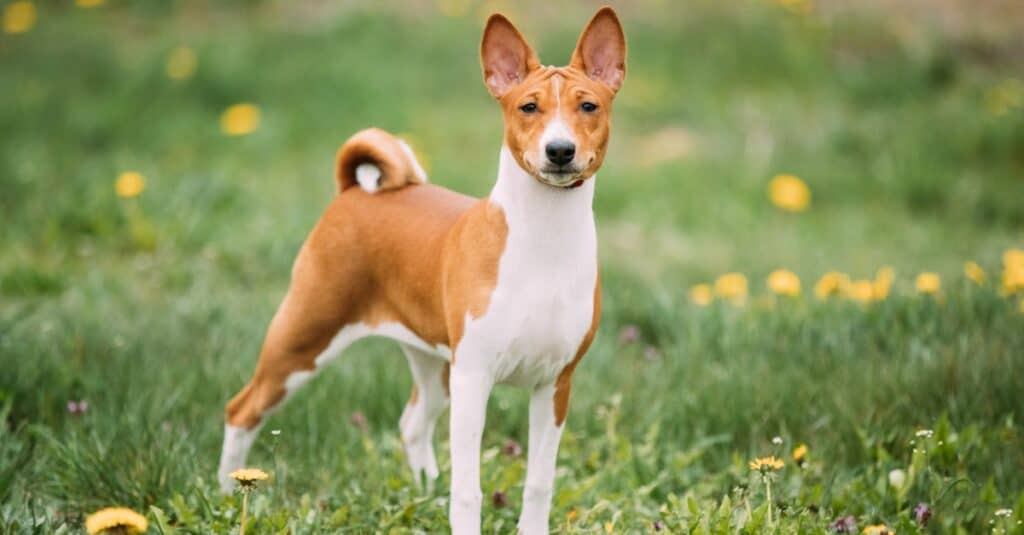 Basenji standing in the field