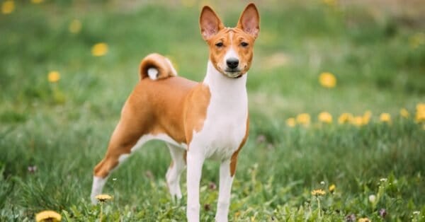 Ibizan Hound - A-Z Animals