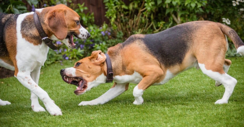 Beagles fighting/playing