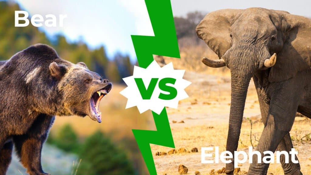 Bear vs elephant