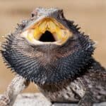 Many bearded dragons develop unique behaviors such as “waving” or bobbing their heads. These behaviors are most often observed when they are being territorial or during mating season. 
