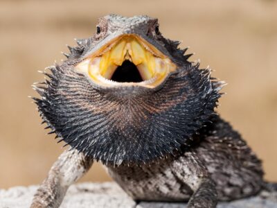 A 8 Common Reasons Your Bearded Dragon Is Puffing Up