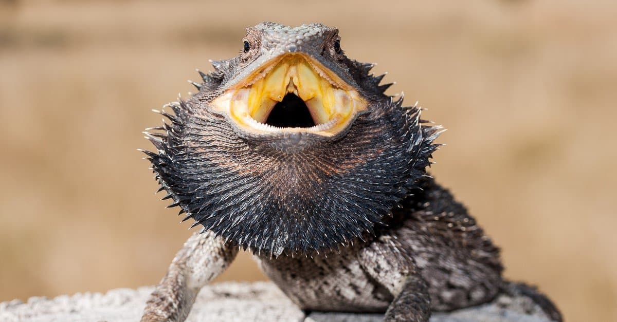 bearded dragon lizard pet