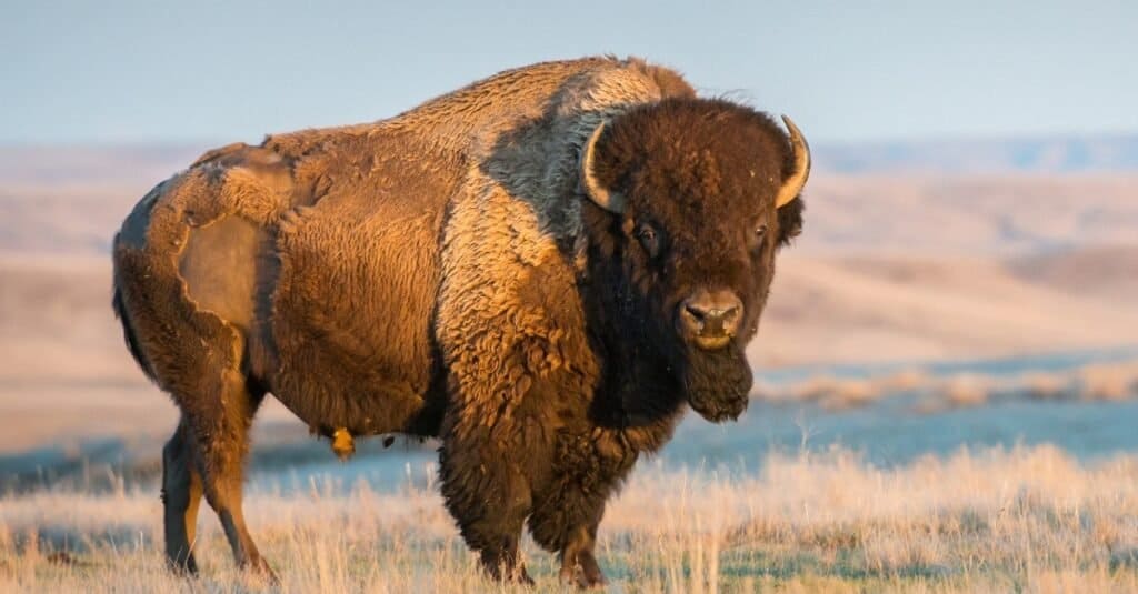 one of the largest animals in Kansas is the huge American bison