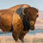While bison have poor eyesight, they have excellent senses of smell and hearing. Cows and calves communicate using pig-like grunts, and during mating season, bulls can be heard bellowing