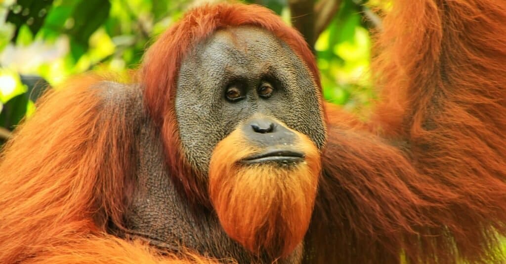 Alpha Zero: Comparing Orangutans and Apples