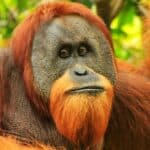 A male Sumatran orangutan (Pongo abelii) in Gunung Leuser National Park, Sumatra, Indonesia. Sumatran orangutan is endemic to the north of Sumatra and is critically endangered.
