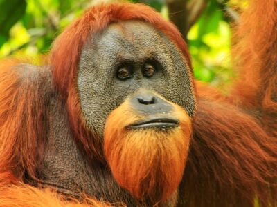 A Orangutan Quiz: Find Out How Much You Know!