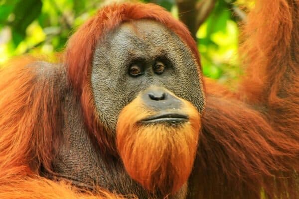 A male Sumatran orangutan (Pongo abelii) in Gunung Leuser National Park, Sumatra, Indonesia. Sumatran orangutan is endemic to the north of Sumatra and is critically endangered.