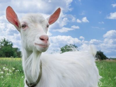 A Goat Quiz – Test Your Knowledge