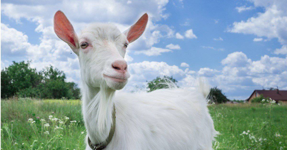 What Do Goats Eat? - AZ Animals
