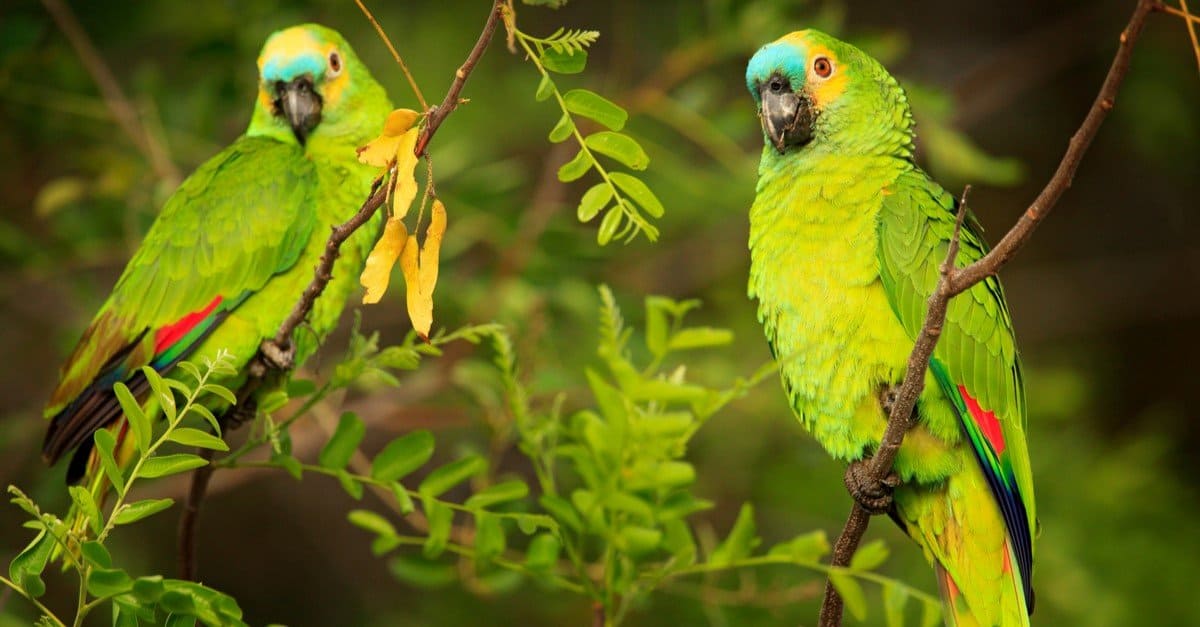 Beautiful Green Animals - Amazon Parrot