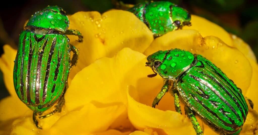 Beautiful Green Animals - Glorious Scarab