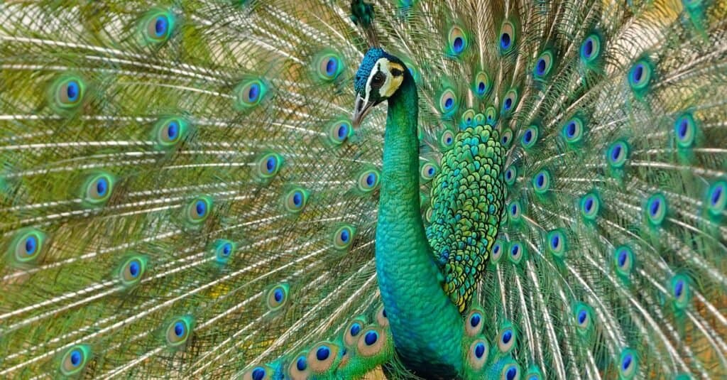 10 Beautiful Green Animals - AZ Animals