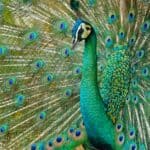 Portrait of beautiful green peacock with its feathers out, displaying. This colorful creature must head any list of beautiful green animals.