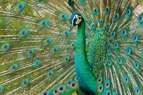 Portrait of beautiful green peacock with its feathers out, displaying. This colorful creature must head any list of beautiful green animals.