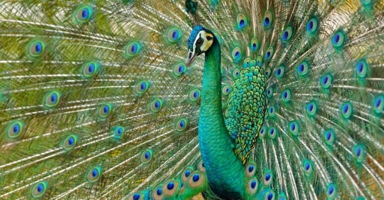Beautiful Green Animals - Green Peacock