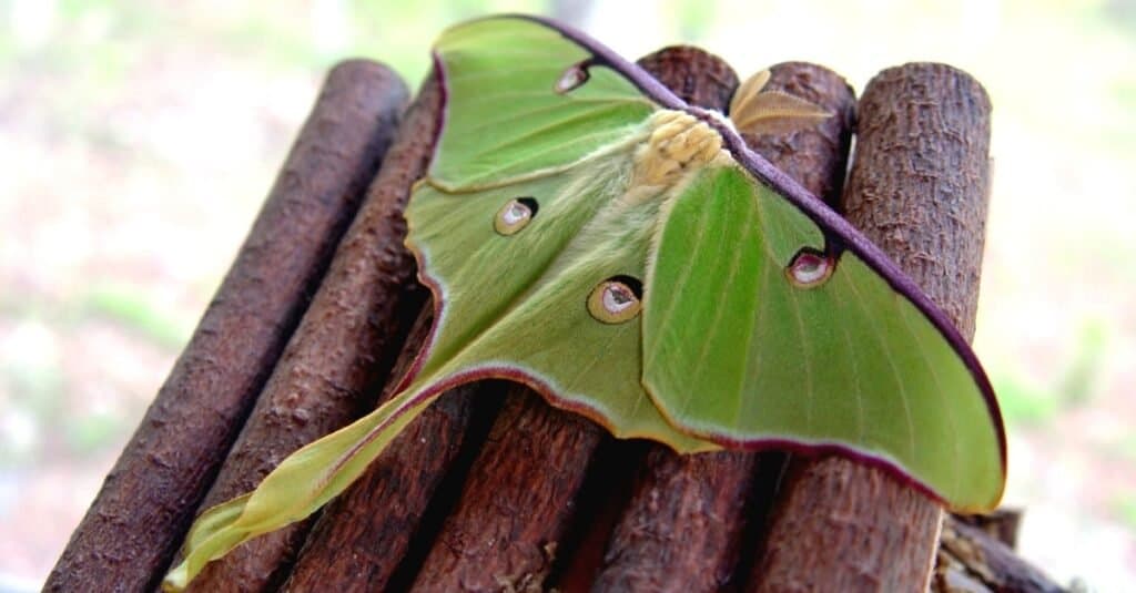 North American Luna Moth (Actias Luna)