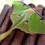 The Luna Moth, a beautiful green animal, only lives for a week to reproduce.