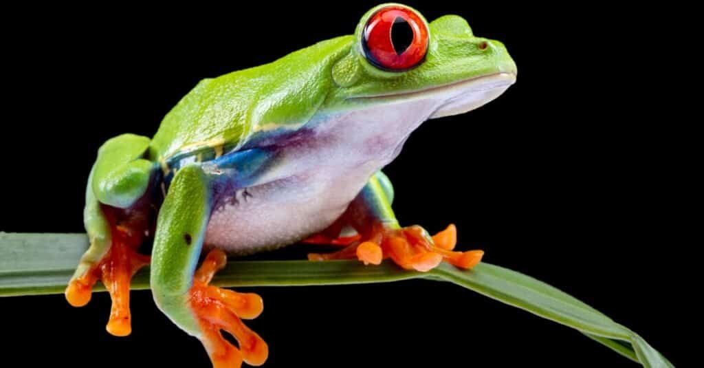 Red-eyed Tree Frog - A-Z Animals