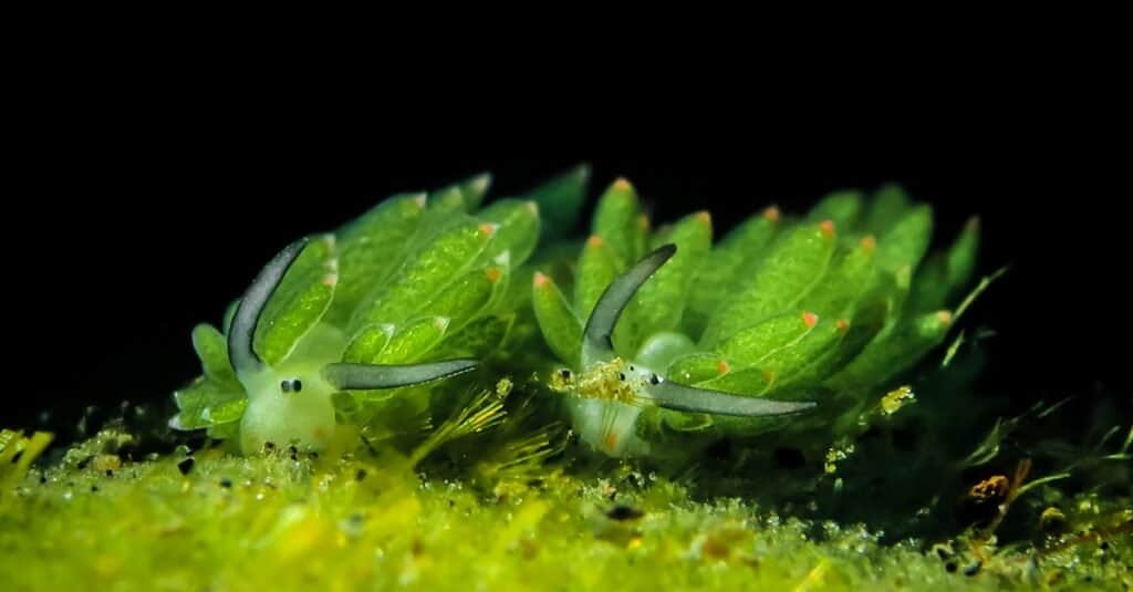 Beautiful Green Animals - Sheep Leaf Sea Slug