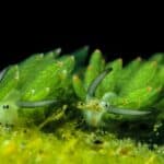 Leaf Sheep Sea slug Nudibranch feeding on moss.  These beautiful green animals look like plants, but they’re really animals. 