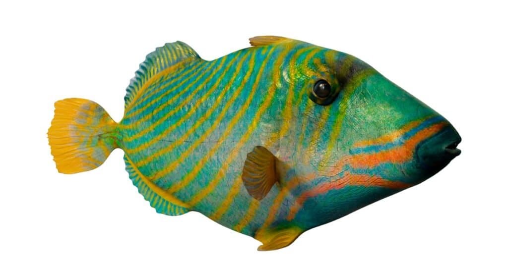 Beautiful Green Animals - Undulate Triggerfish