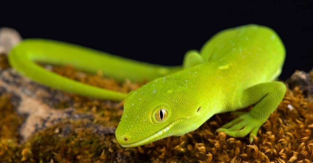 Beautiful Green Animals - Wellington Green Gecko