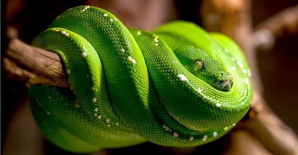 tropical rainforest green snakes