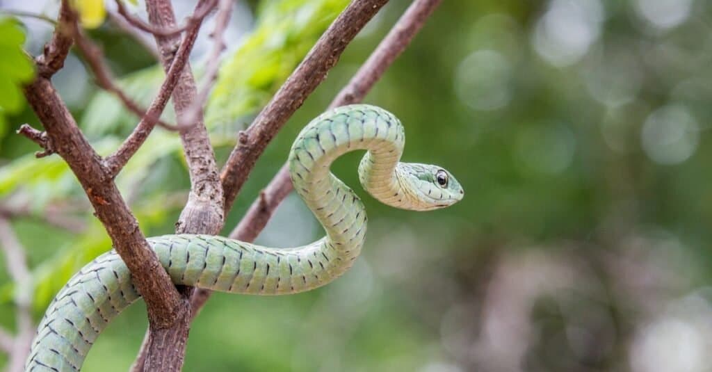 Beautiful Green Animals - green mamba