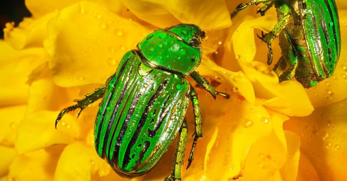 10 Beautiful Green Animals - AZ Animals
