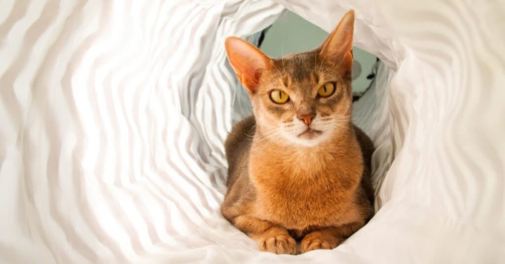 Beautiful and Prettiest Cats - Abyssinian