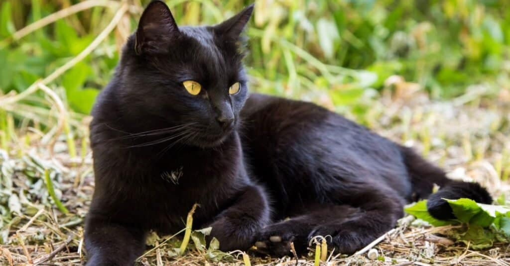 Bombay cat vs black cat
