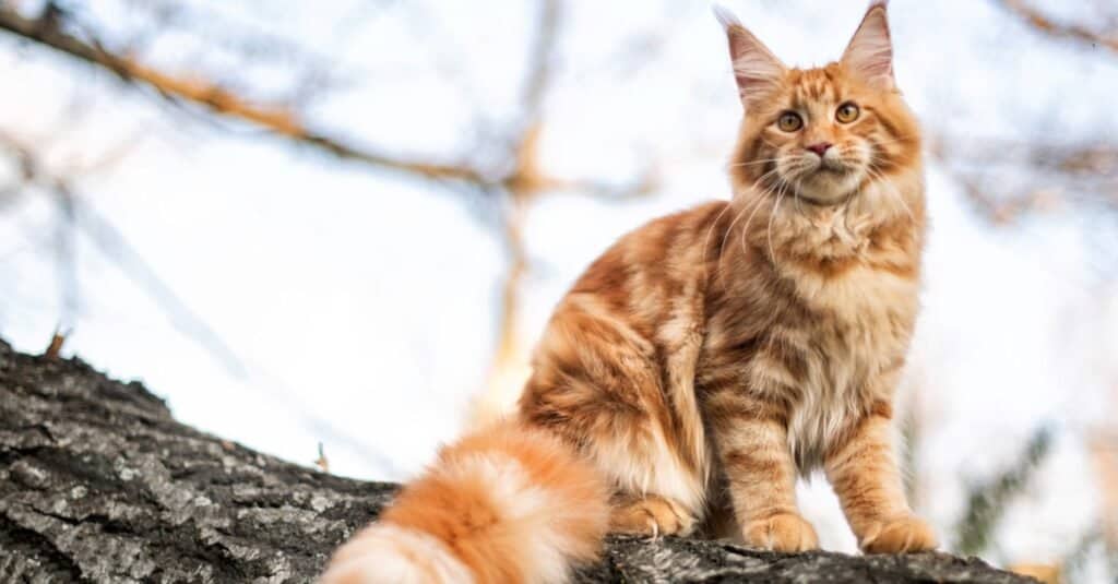 Beautiful and Prettiest Cats - Maine Coon