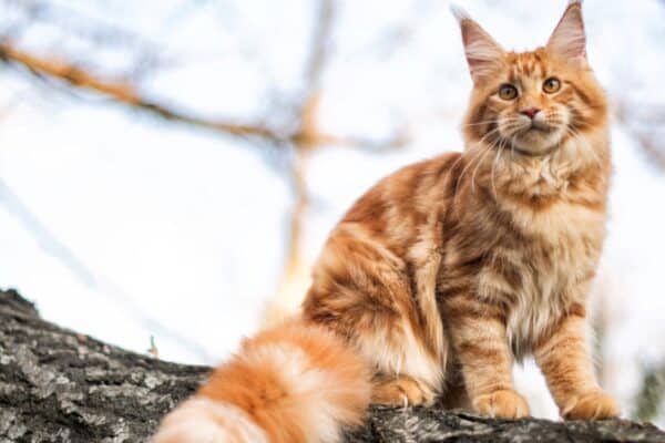 A big beautiful Maine coon cat sitting in a tree in a forest.
