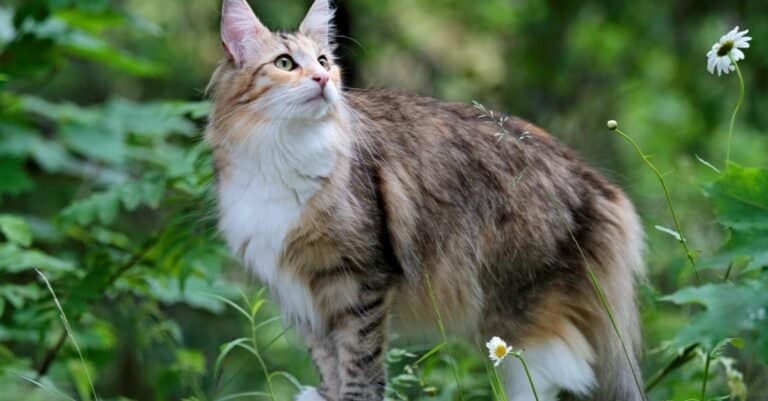 Beautiful and Prettiest Cats - Norwegian Forest