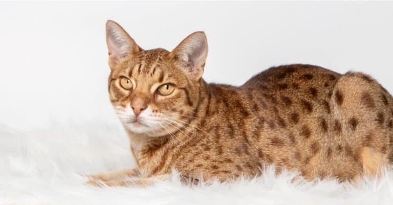 Beautiful and Prettiest Cats - Ocicat