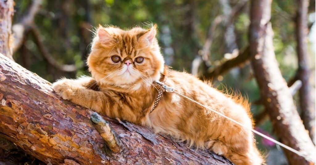 Beautiful and Prettiest Cats - Persian