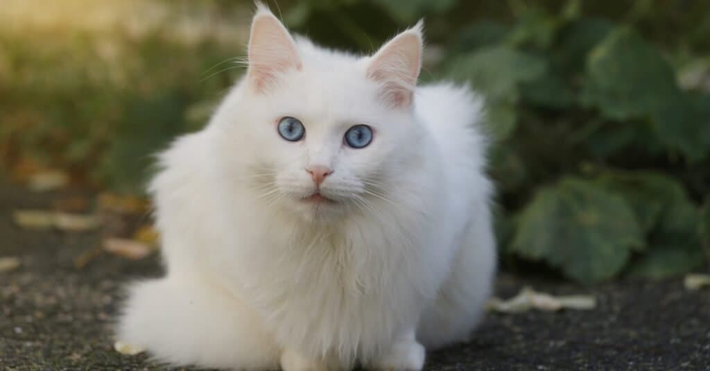 Types of white cats - Turkish Angora