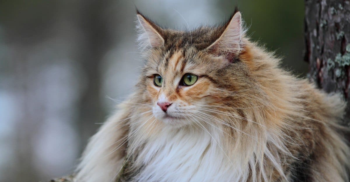 Top 10 Most Beautiful and Prettiest Cats - AZ Animals