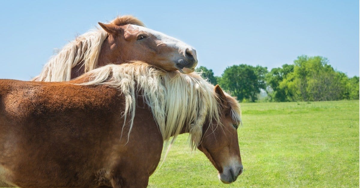 10 Strongest Horses in the World - A-Z Animals