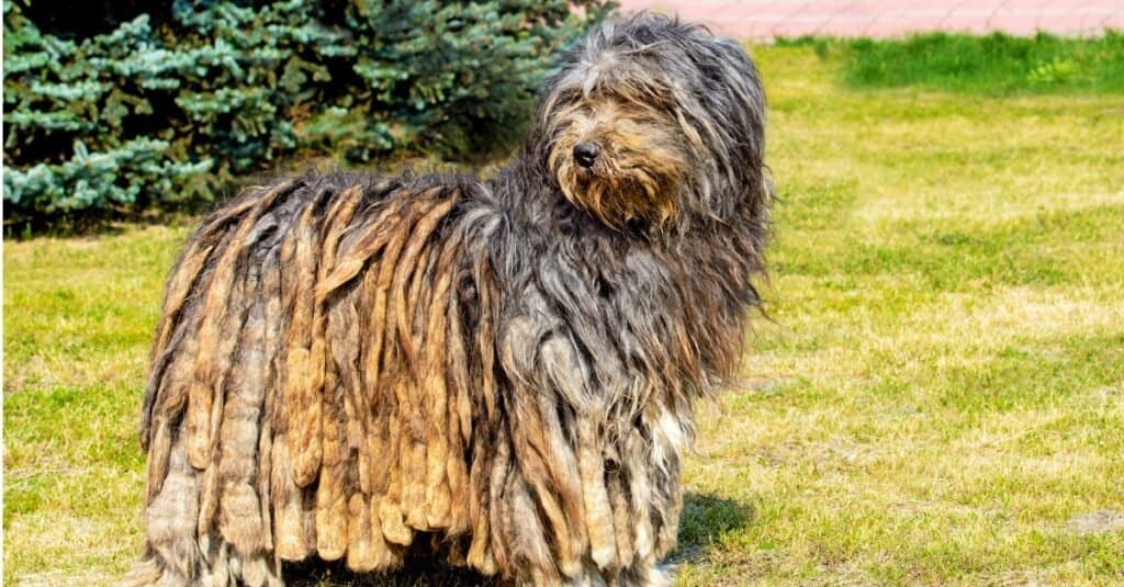 Bergamasco Shepherd looking behind him outside