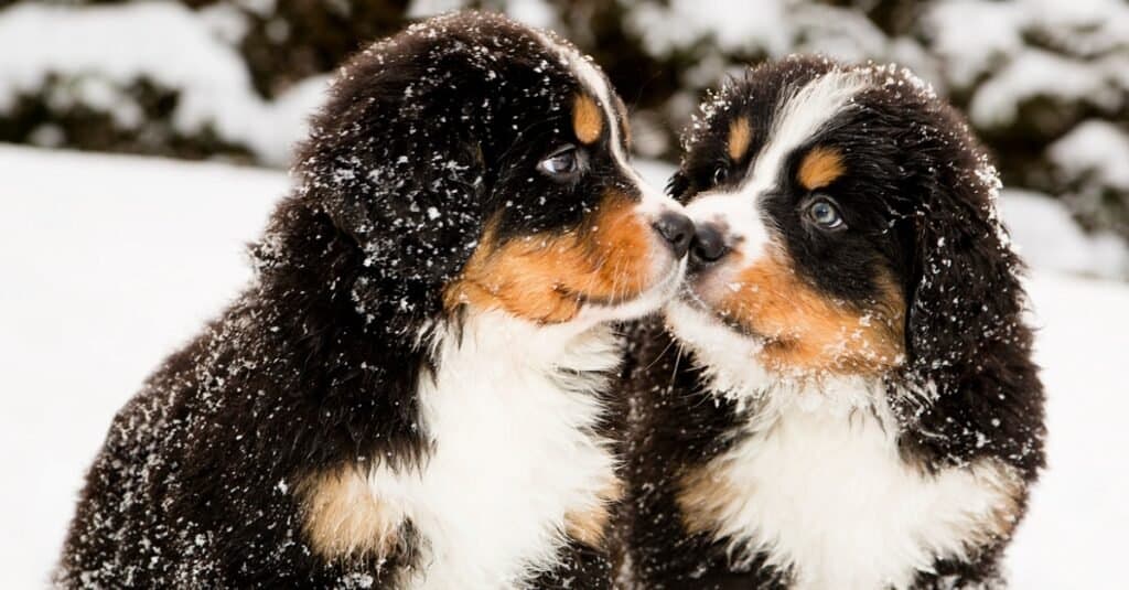 Bernese Mountain Dog puppies in snow
