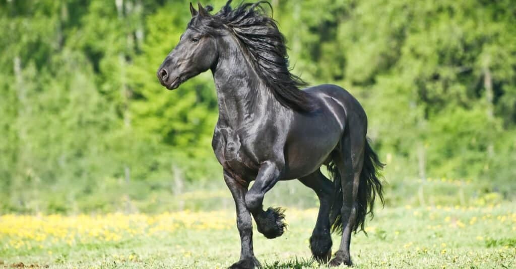 Best Horses - Friesian - female horse names