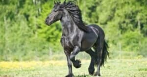 Friesian Horse Prices in 2024: Purchase Cost, Supplies, Food, and More! Picture