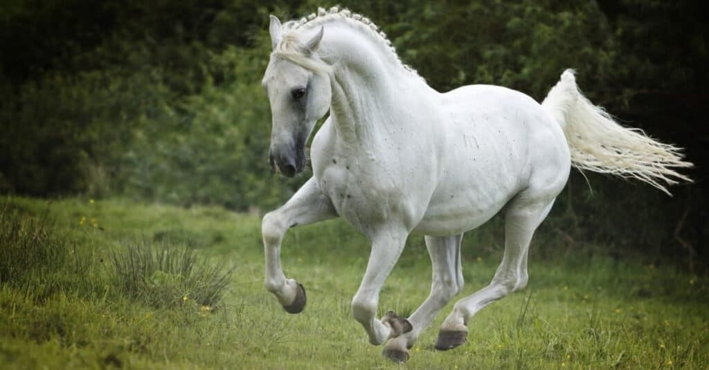 prettiest horse breed in the world