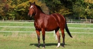18 Brown Horse Names for Your Stallion or Mare Picture