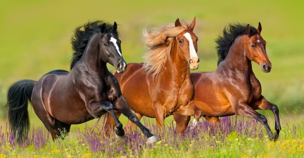 Ngựa tốt nhất - Thuần chủng
