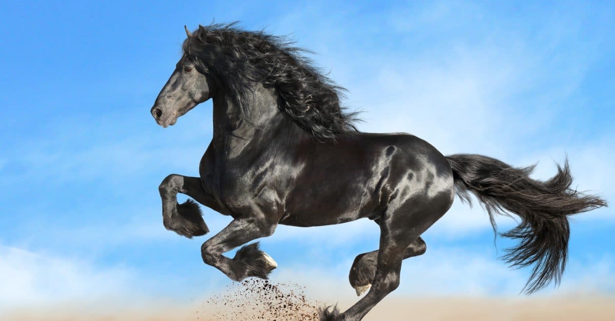 8 Best Horses in the World - AZ Animals